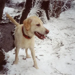 Bonnie nach Bach-Bad im Januar 06