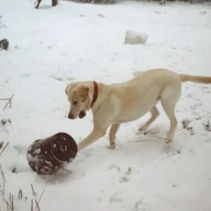Bonnie beim Hütchenspiel