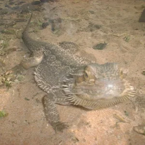 nochmals Samweis - in voller Länge