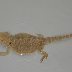 Gandalf der Graue - mit oranger Färbung