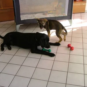 Wau,das ist mein Spielzeug