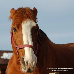Pferd auf Gut Aiderbichl