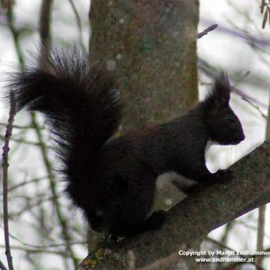 Nochmal das Eichhörnchen