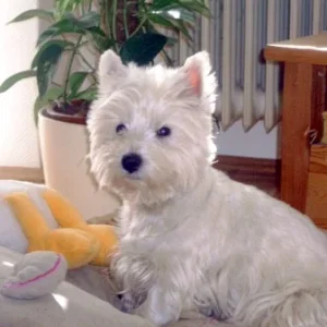 Frauli was willst du........?