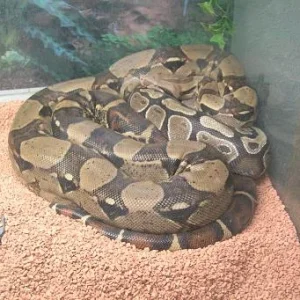 Pencil in Ruhestellung