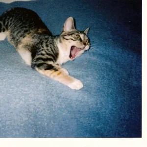 Ich will randalieren