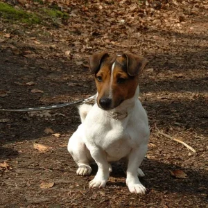 der sture Terrier ;-)