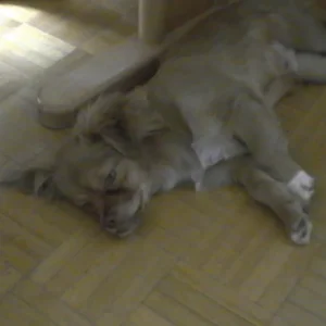 Endlich ein Foto von Grisu