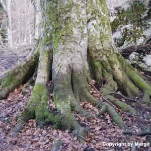 Auf der Burgruine Wartenfels in Thalgau