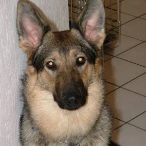 Schu mir in die augen kleiner!