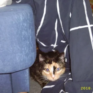 "kuckuck da bin ich"