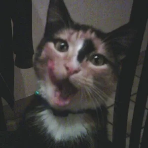 Du wirst uns fehlen Cheyenne =(