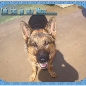 Rex, unsere Wasserratte