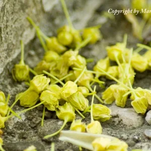 Blüten am Kapuzinerberg