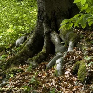 Verwurzelt mit dem Kapuzinerberg