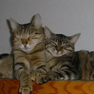 Gismo & Sandy in love