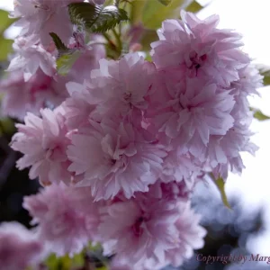 Blumen am St. Petersfriedhof