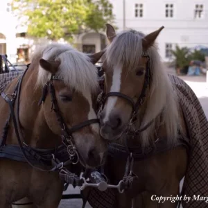 Kutschenfahrt gefällig?