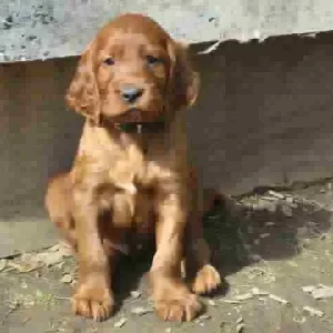 Guckt mal ... ich bin jetzt schon 5 Wochen alt ...