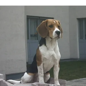 BENNY mit  8 Monaten