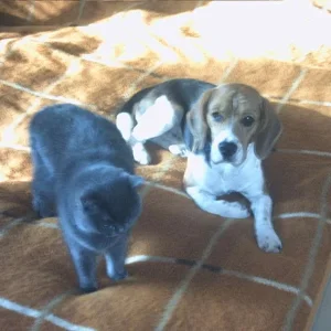 ...wie Hund und Katz' ?