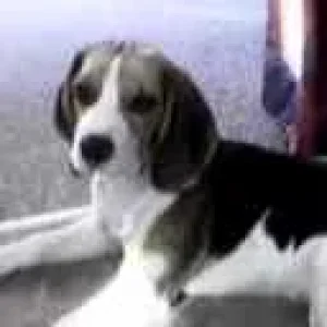 die "reinste" Unschuld vom (Ungarn..) ..Lande !