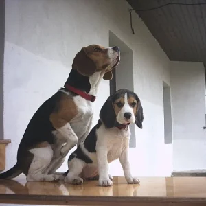 '...und zeig ihm meine Schokoladenseite ! '