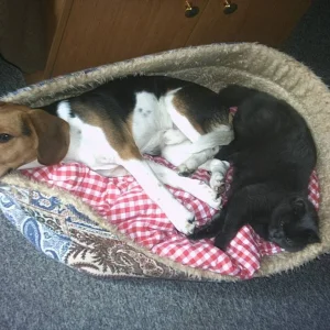 Wowww !  A fesche Katz' !