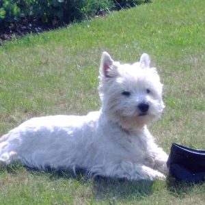 der Blumentopf ist hin