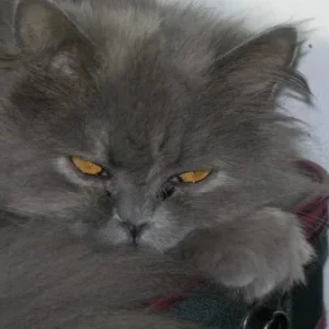 Indra, die Prinzessin