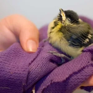 Verwaiste Kohlmeise beim Füttern