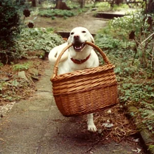 Ich trage so gern den Korb!