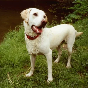 Ach, wirf doch noch einmal, Frauchen!