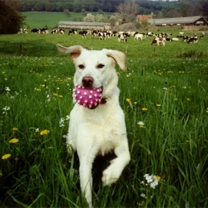 Das Leben ist schön!