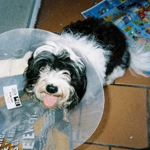 zur Zeit trage ich neue Hutmode