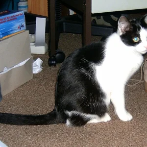 Unsere Sissy oder die Knutschkugel