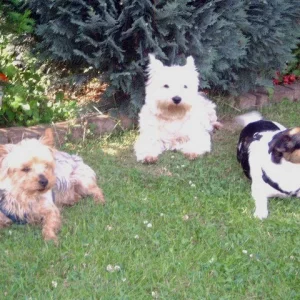 Meine besten Freunde