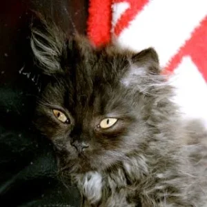 Grizzly mit betörendem Blick