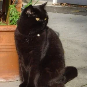 Sämi - der Schwarze ;-)