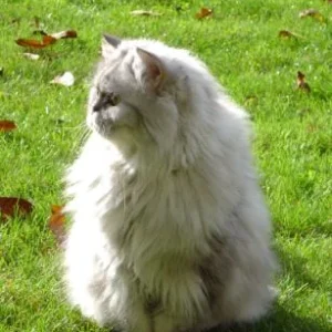 Shiva beim "Sperbern"