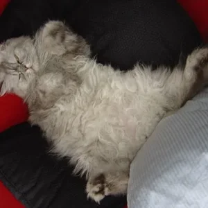 Shiva - wie er leibt und liegt...