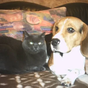 Wie Hund und Katz ? 2