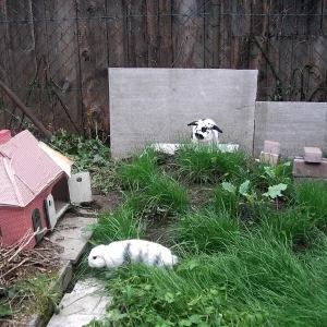 Auenland für Ninchen