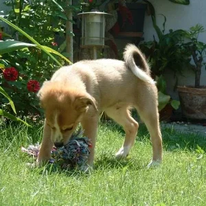 Sparky mit "Wuschel"