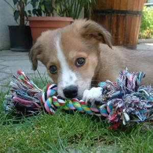 Sparky und sein "Wuschel"