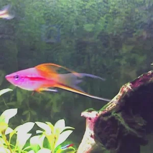 Nochmal meine Fischis