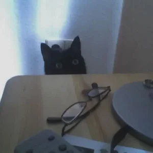 neugieriges Möhrchen