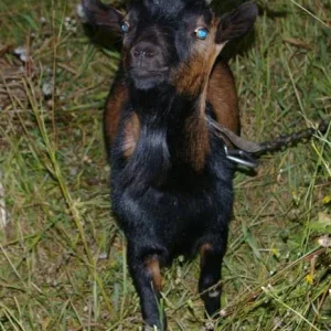 ein kleiner Ziegenbock ...