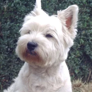 Warum rufst du mich ??