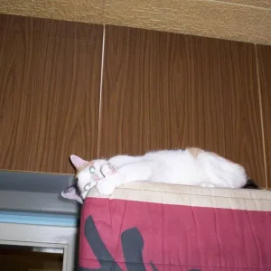 Jerry unsere Glückkatze